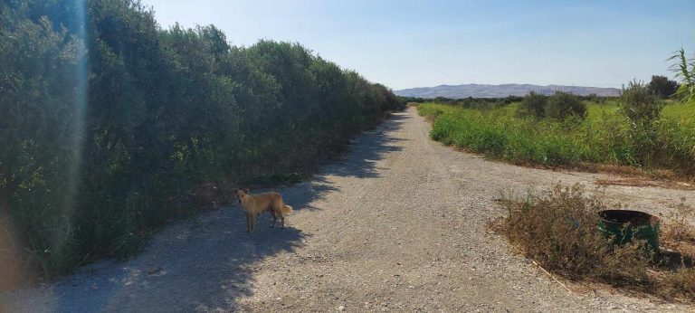 8 titres de 1 hectare sur route principale utique