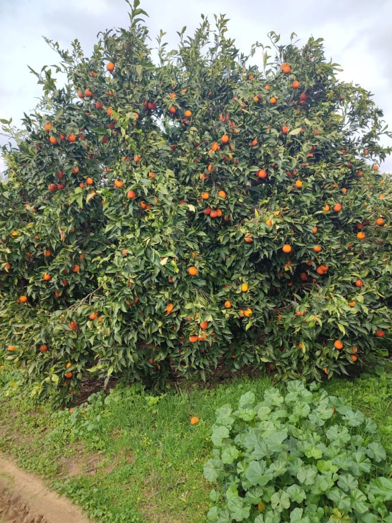 Ferme agricole a korba