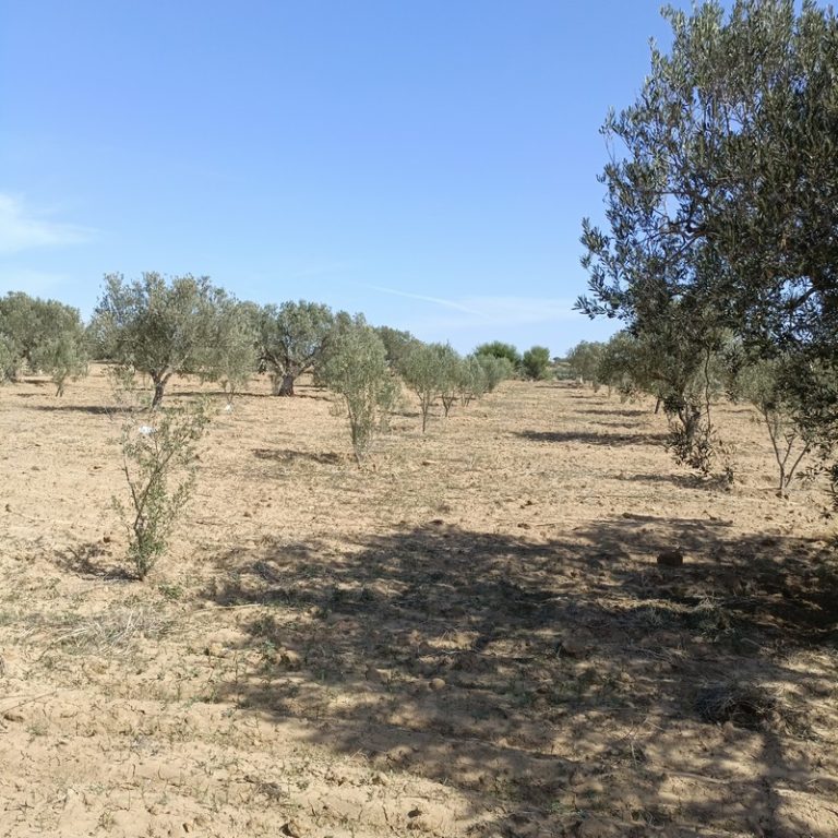 Av 5400m avec 90 oliviers &agrave; hammamet sud