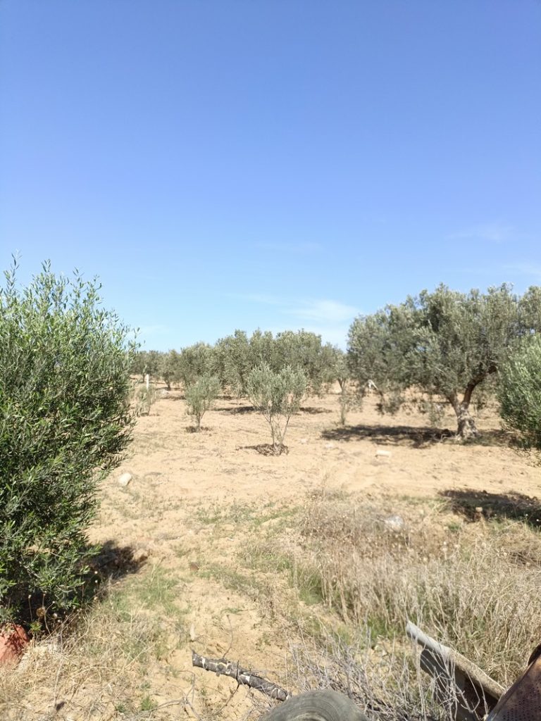 Av 5400m avec 90 oliviers &agrave; hammamet sud