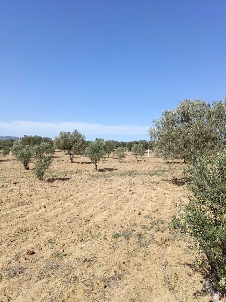 Av 5400m avec 90 oliviers &agrave; hammamet sud
