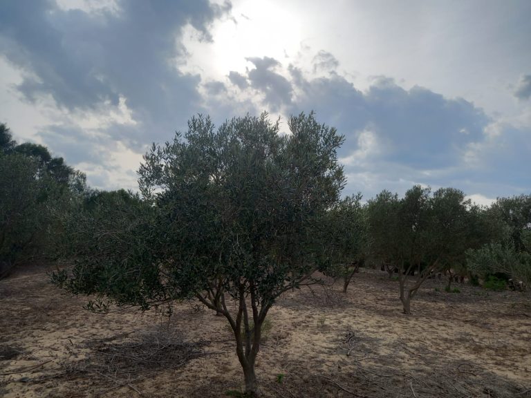 Terrain &agrave; soliman