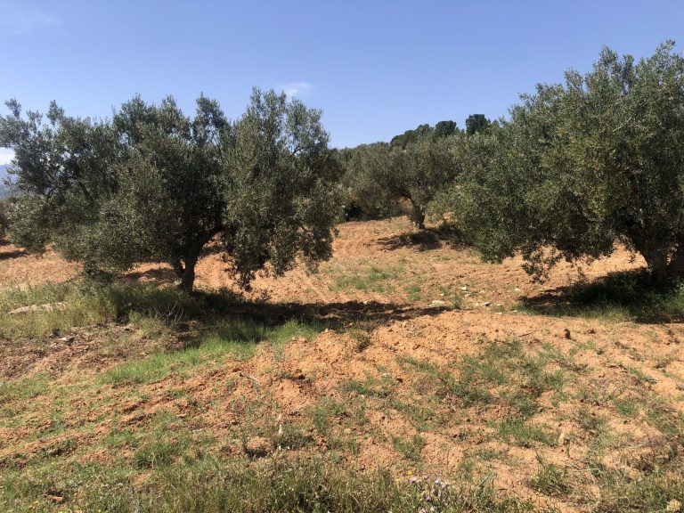 Terrain agricole &agrave; zriba zaghouan