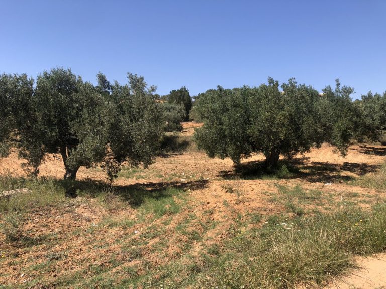 Terrain agricole &agrave; zriba zaghouan