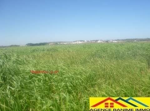 Terrain agricole de 1h et 9400m2 a el haouaria