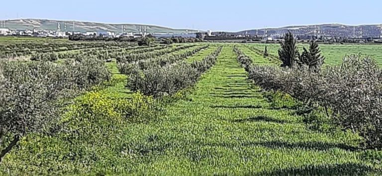 Terrain agricole borj el amri