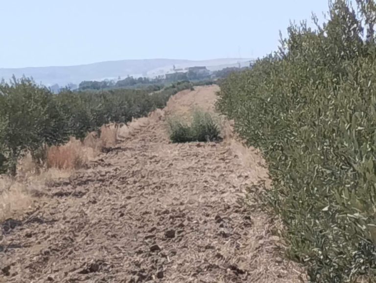 Terrain agricole borj el amri