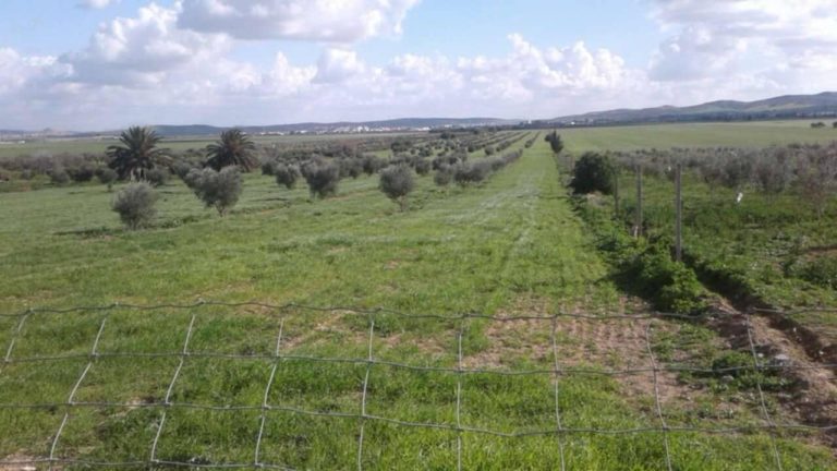 Terrain agricole borj el amri