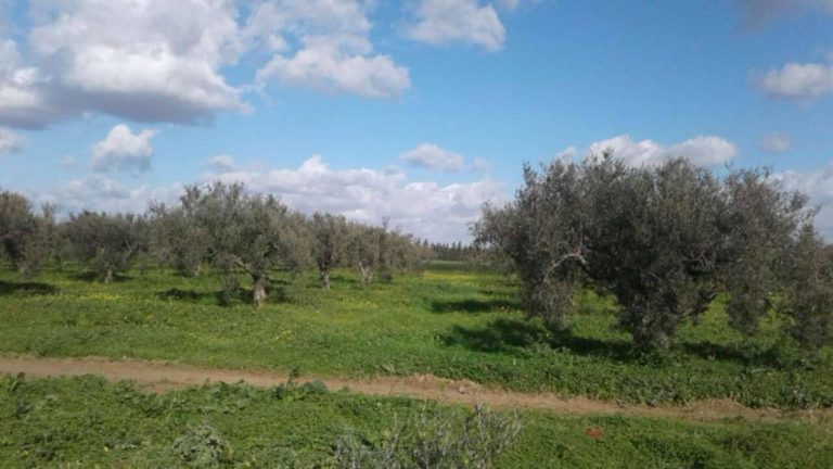 Terrain agricole borj el amri