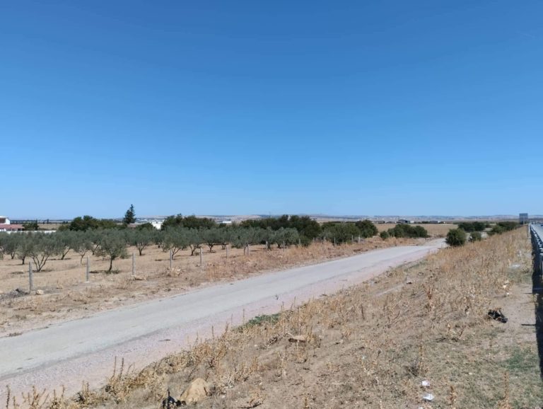 Terrain agricole borj el amri