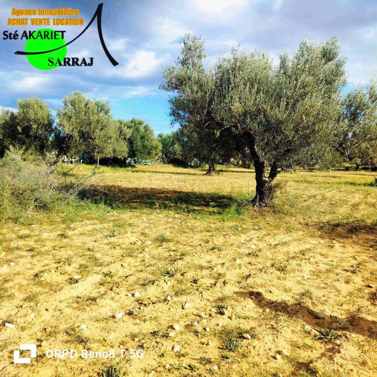 Terrain agricole 1hectare et 8000m &agrave; sidi bouali