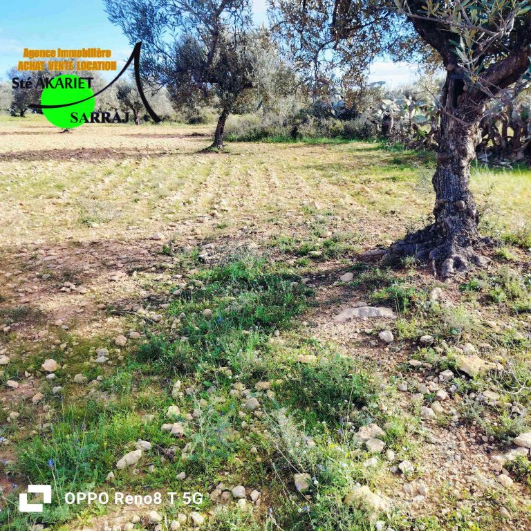 Terrain agricole 1hectare et 8000m &agrave; sidi bouali