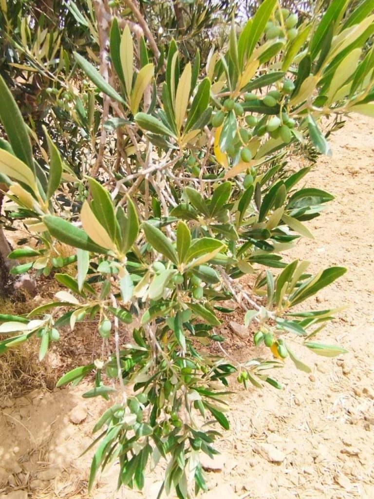 Av terrain 22800m avec oliviers &agrave; enfidha