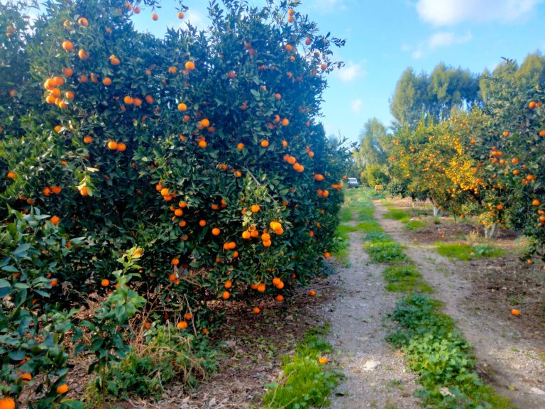 Senya a menzel bouzelfa