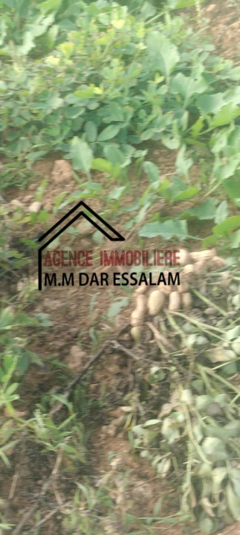 Terrain agricole&agrave; beni khira
