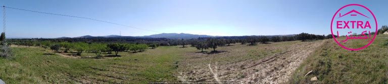 10eme campagne &agrave; el haouaria de nabeul