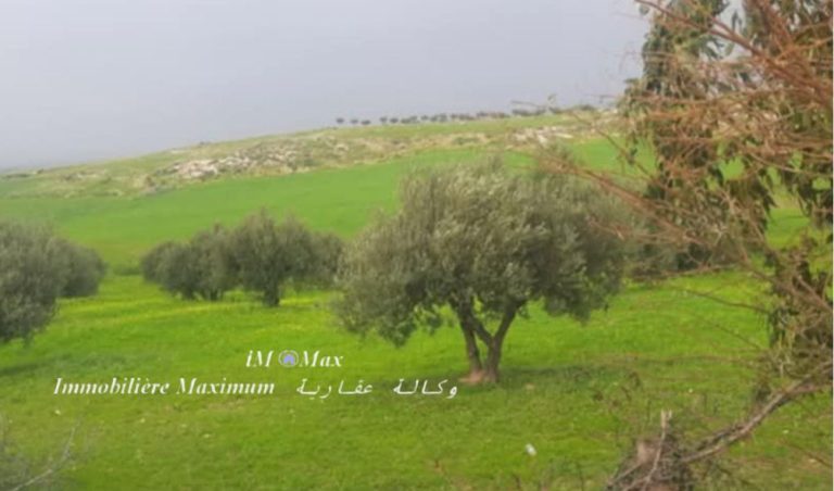 Senia 3 h sur route goudronn&eacute;e &agrave; borj el amri