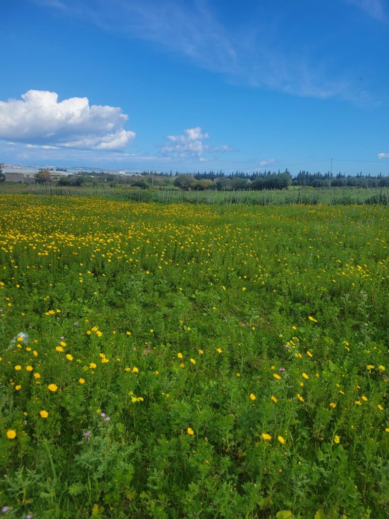 Terrain agr&eacute;able vu sur mer