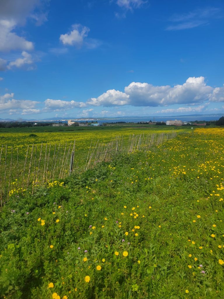 Terrain agr&eacute;able vu sur mer