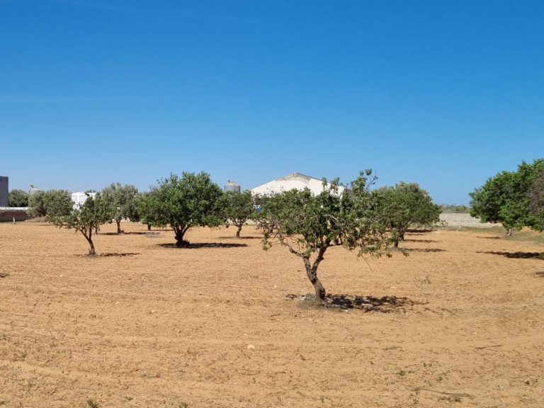 Terrain sur route mahdia km 14