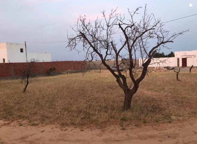 Terrain 800 m route ain sfax