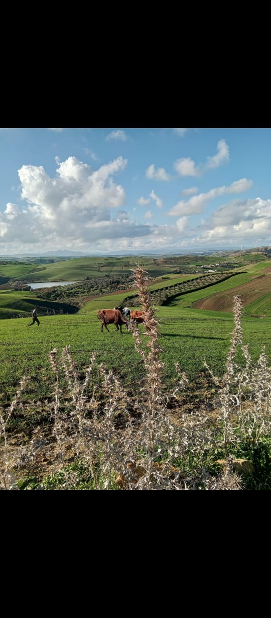 Terrain agricole &agrave; bizerte utique