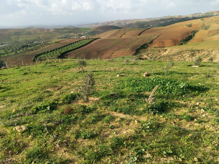 Terrain agricole &agrave; bizerte utique