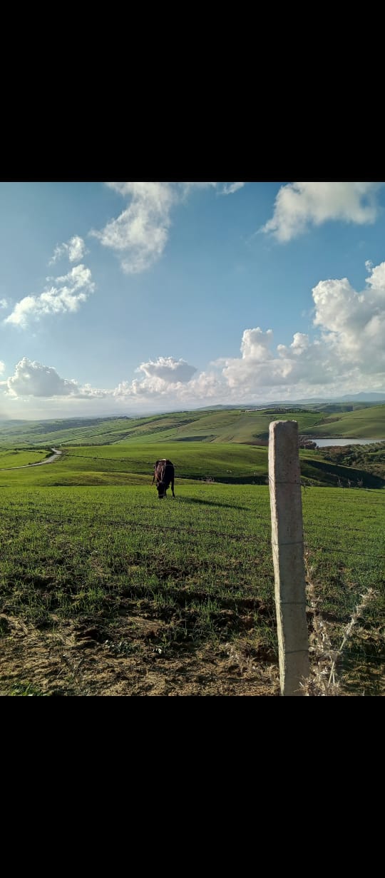 Terrain agricole &agrave; bizerte utique