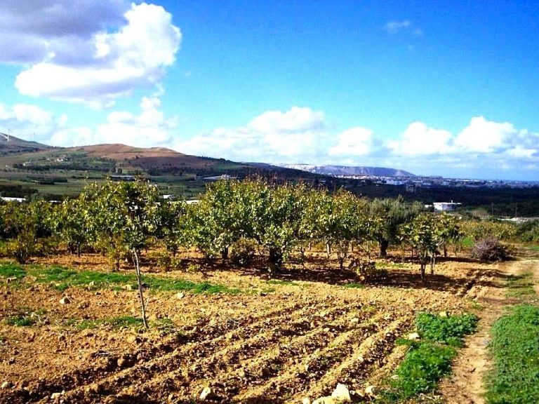 Terrain 530 m2 a rafraf