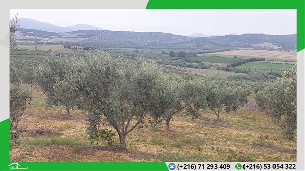 Terrain agricole de 598 ha à 95 mille tnd le ha