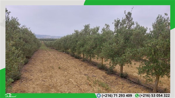 Terrain agricole de 598 ha à 95 mille tnd le ha