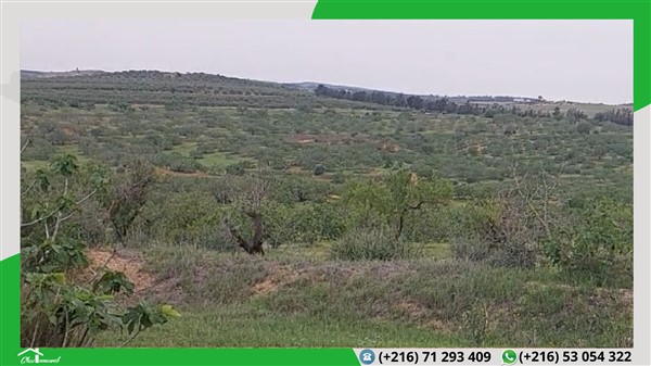 Terrain agricole de 598 ha à 95 mille tnd le ha