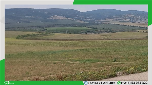 Terrain agricole de 598 ha à 95 mille tnd le ha