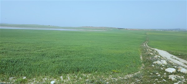 Terrain agricole de 795 ha à 17 mille dinars le ha