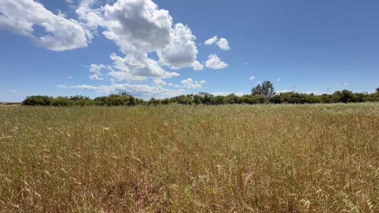 Terrain &agrave; chatt ezzouhour