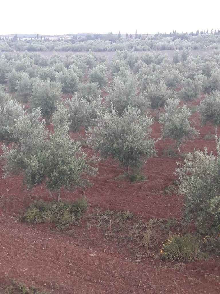 Senia cl&ocirc;tur&eacute; &agrave; manouba tunis
