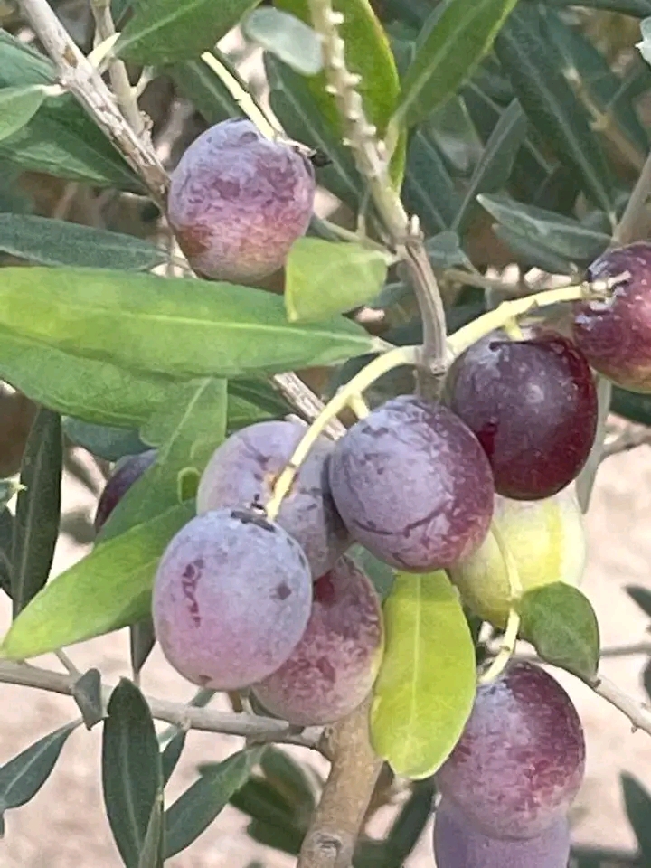 Ferme 32 h avec 4800 olive