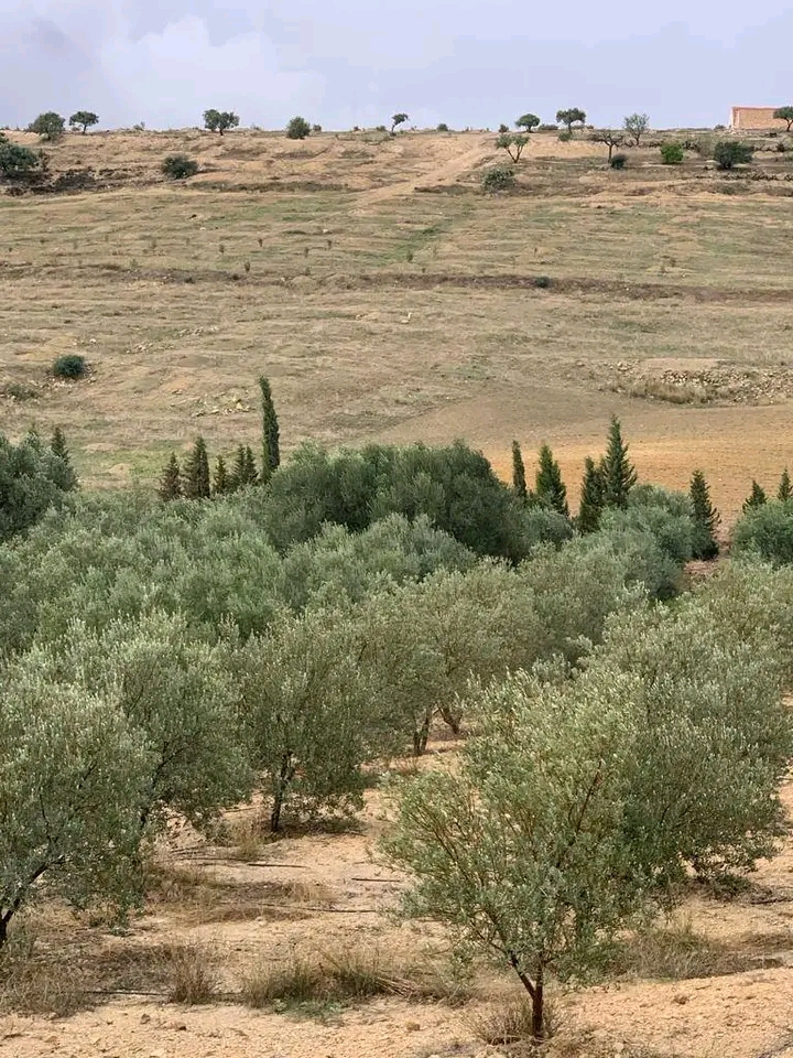 Ferme 32 h avec 4800 olive