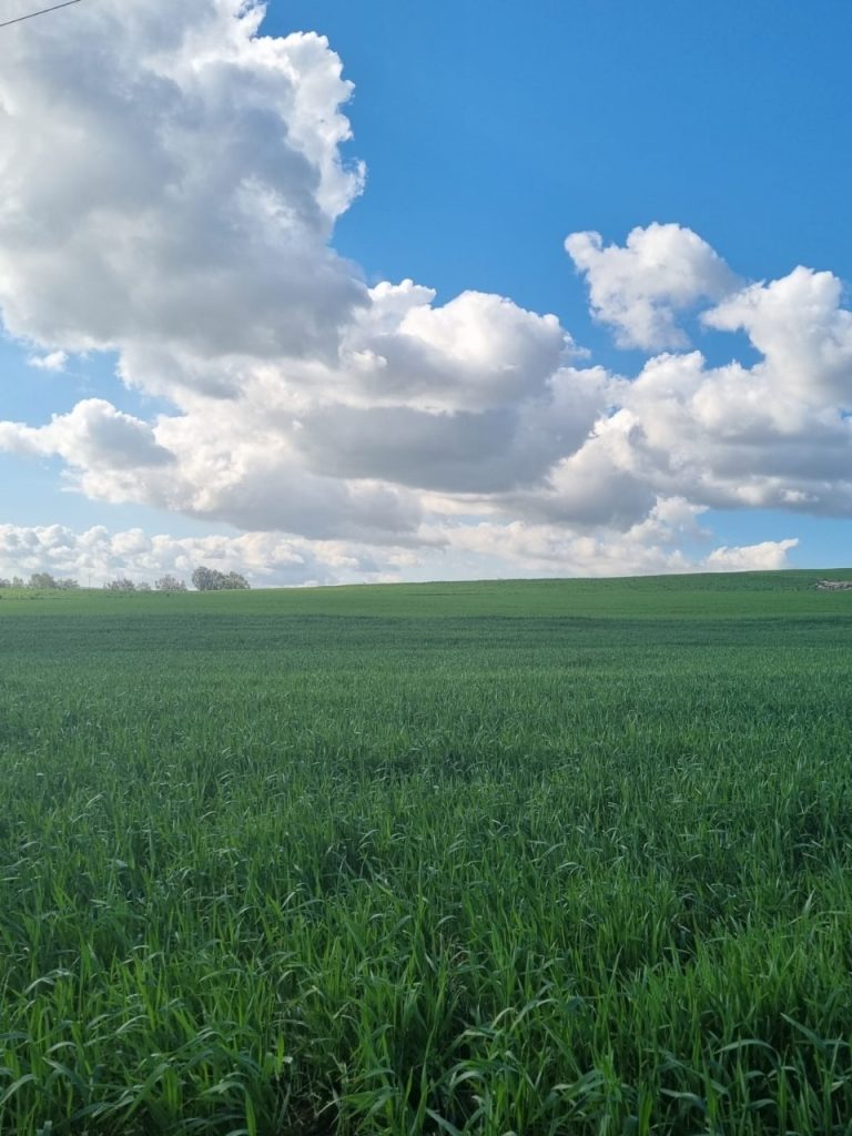 Terrain agricole &agrave; zouaouine utique