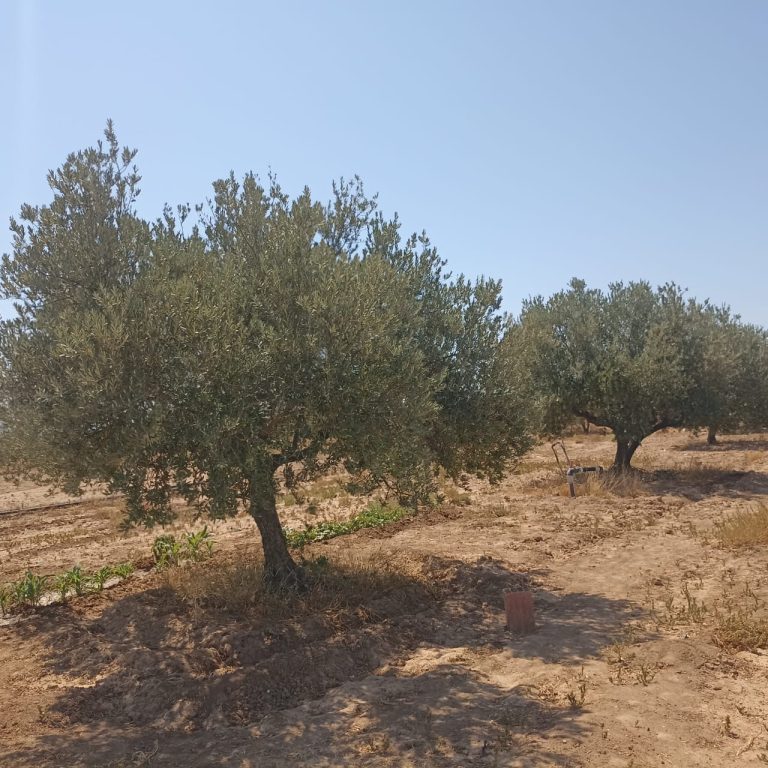 Ferme 65 km de tunis