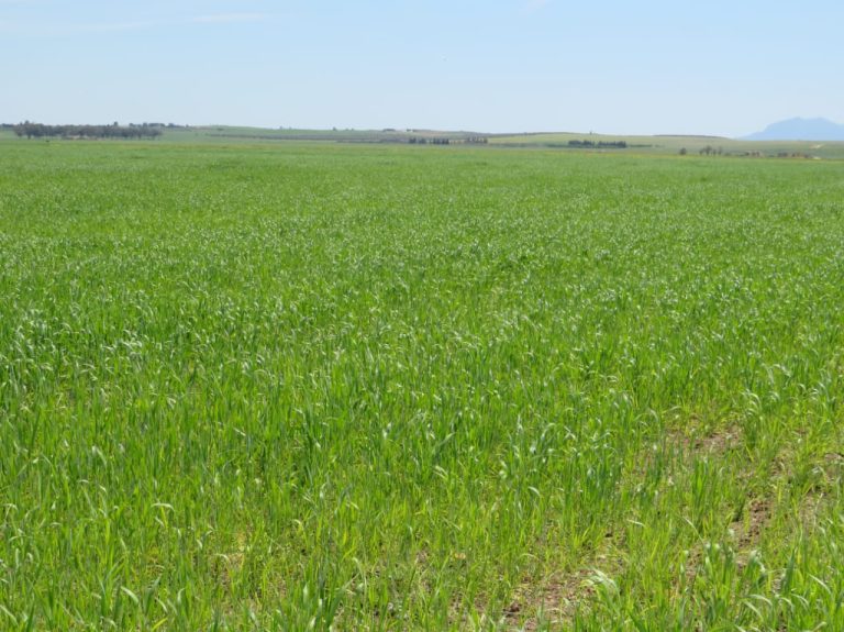 Excellente 22 hectares plat