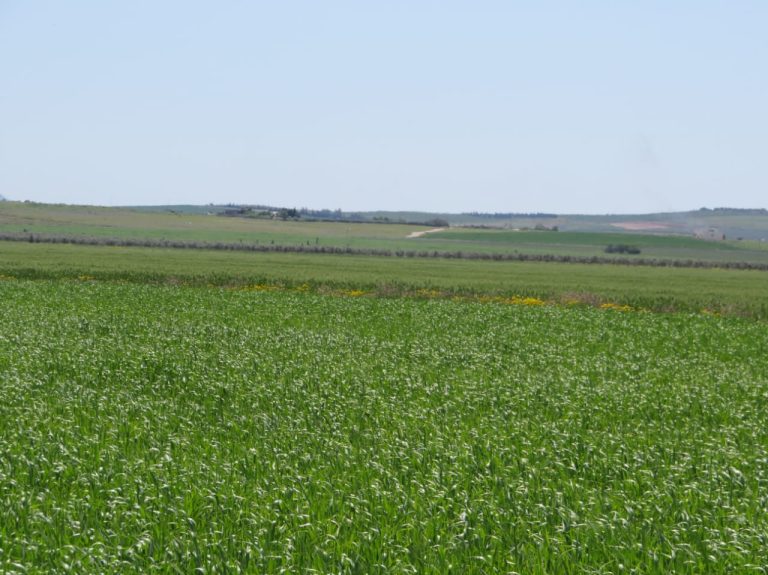 Excellente 22 hectares plat