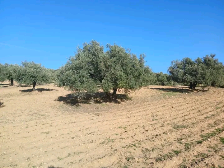 Ferme de 6 hectares d oliviers