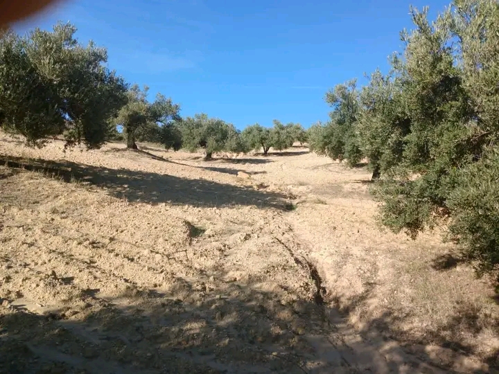 Ferme de 6 hectares d oliviers