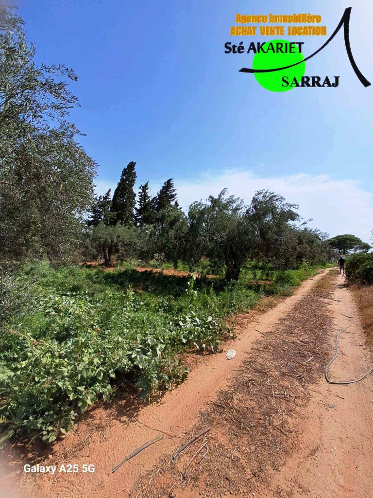 Senia cl&ocirc;tur&eacute; 2 hectares et 600m &agrave; sidi bouali