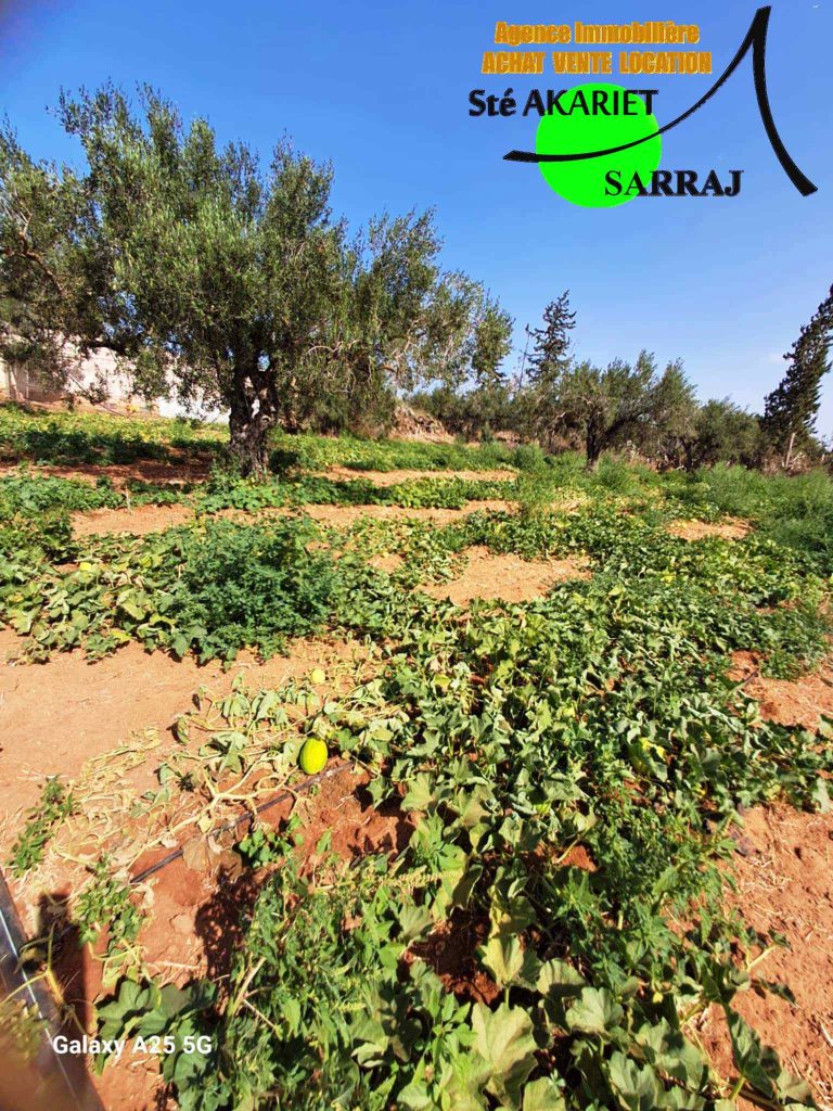 Senia cl&ocirc;tur&eacute; 2 hectares et 600m &agrave; sidi bouali