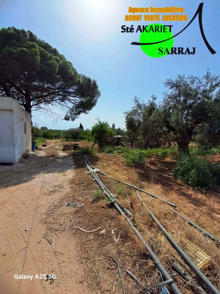 Senia cl&ocirc;tur&eacute; 2 hectares et 600m &agrave; sidi bouali