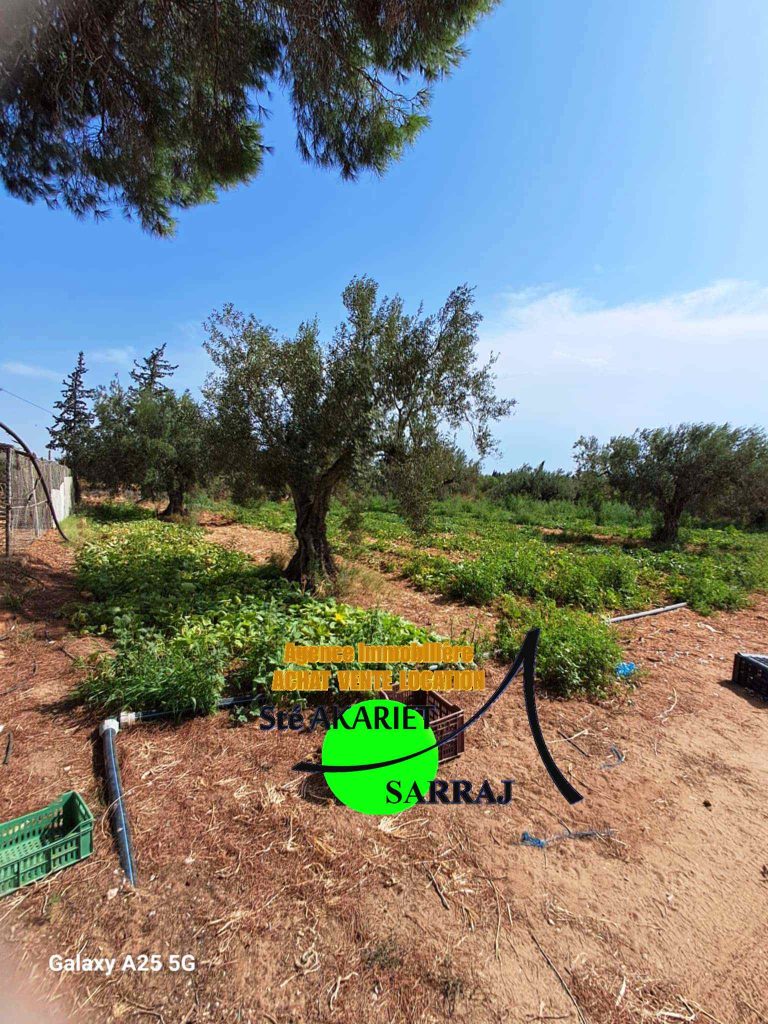 Senia cl&ocirc;tur&eacute; 2 hectares et 600m &agrave; sidi bouali
