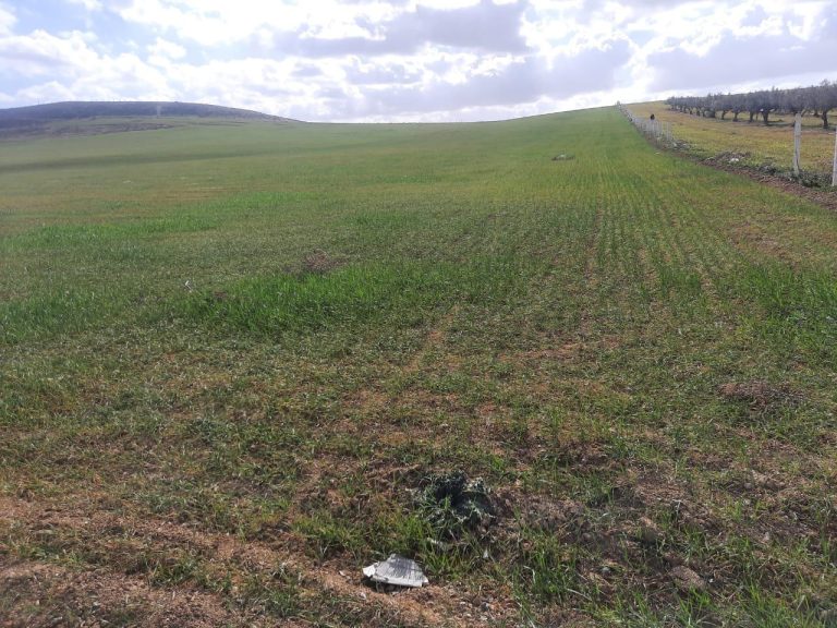 Terrain agricole situe a birine