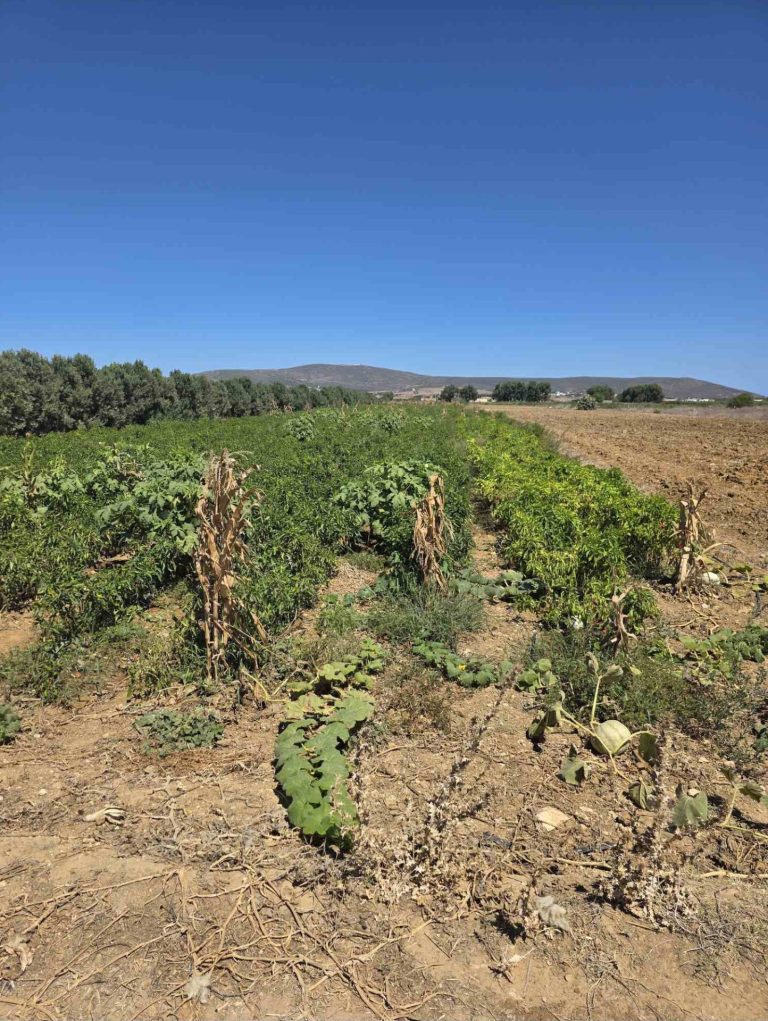 Terrain avec certificat de propri&eacute;t&eacute;